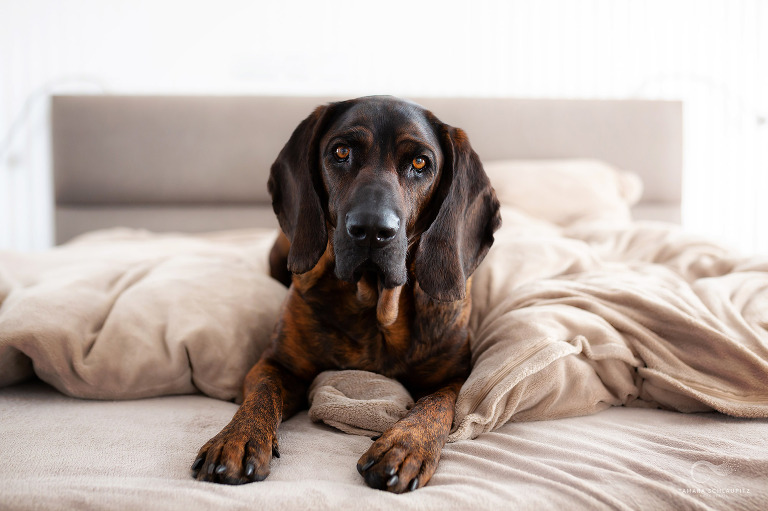 Hannoverscher Schweißhund kuschelt im Bett