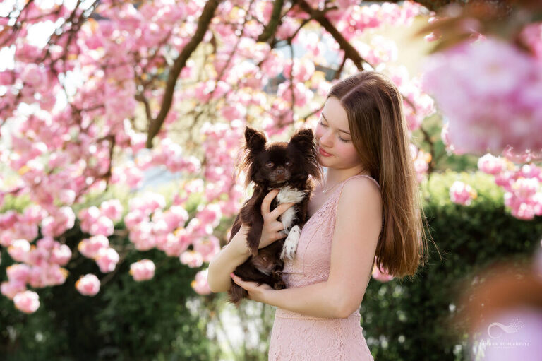 junges Mädchen mit braunem langhaar Chihuahua auf dem Arm in mitten eines blühenden Kirschbaums, rosa, Hundefotoshooting